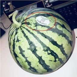 游泳网红吃瓜,幕后真相曝光